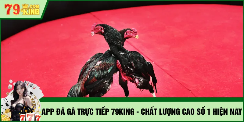 app đá gà trực tiếp 79KING
