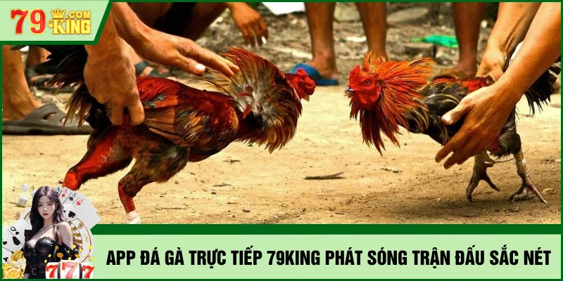 App đá gà trực tiếp 79KING phát sóng trận đấu sắc nét