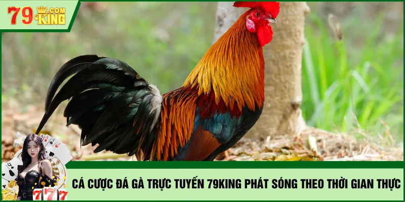 Cá cược đá gà trực tuyến 79KING phát sóng theo thời gian thực