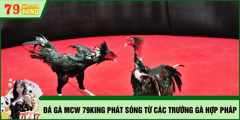 Đá gà MCW 79KING phát sóng từ các trường gà hợp pháp