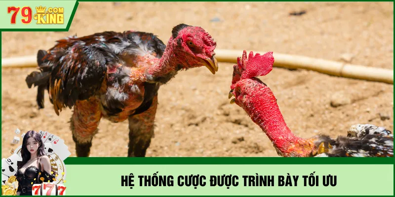 Hệ thống cược được trình bày tối ưu
