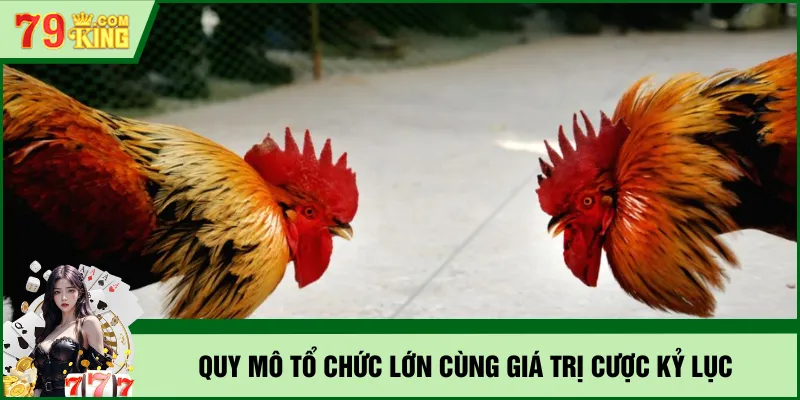 Quy mô tổ chức lớn cùng giá trị cược kỷ lục