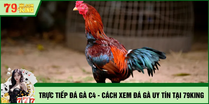 trực tiếp đá gà C4