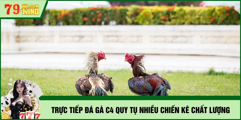 Trực tiếp đá gà C4 quy tụ nhiều chiến kê chất lượng
